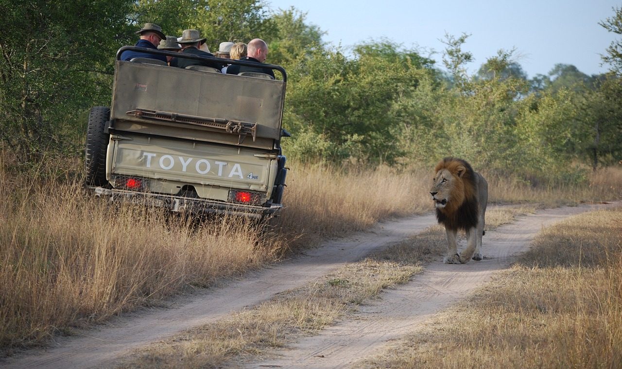 safari afrique du sud