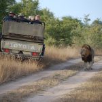 safari afrique du sud