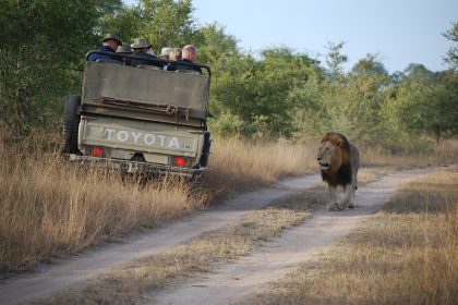 safari afrique du sud