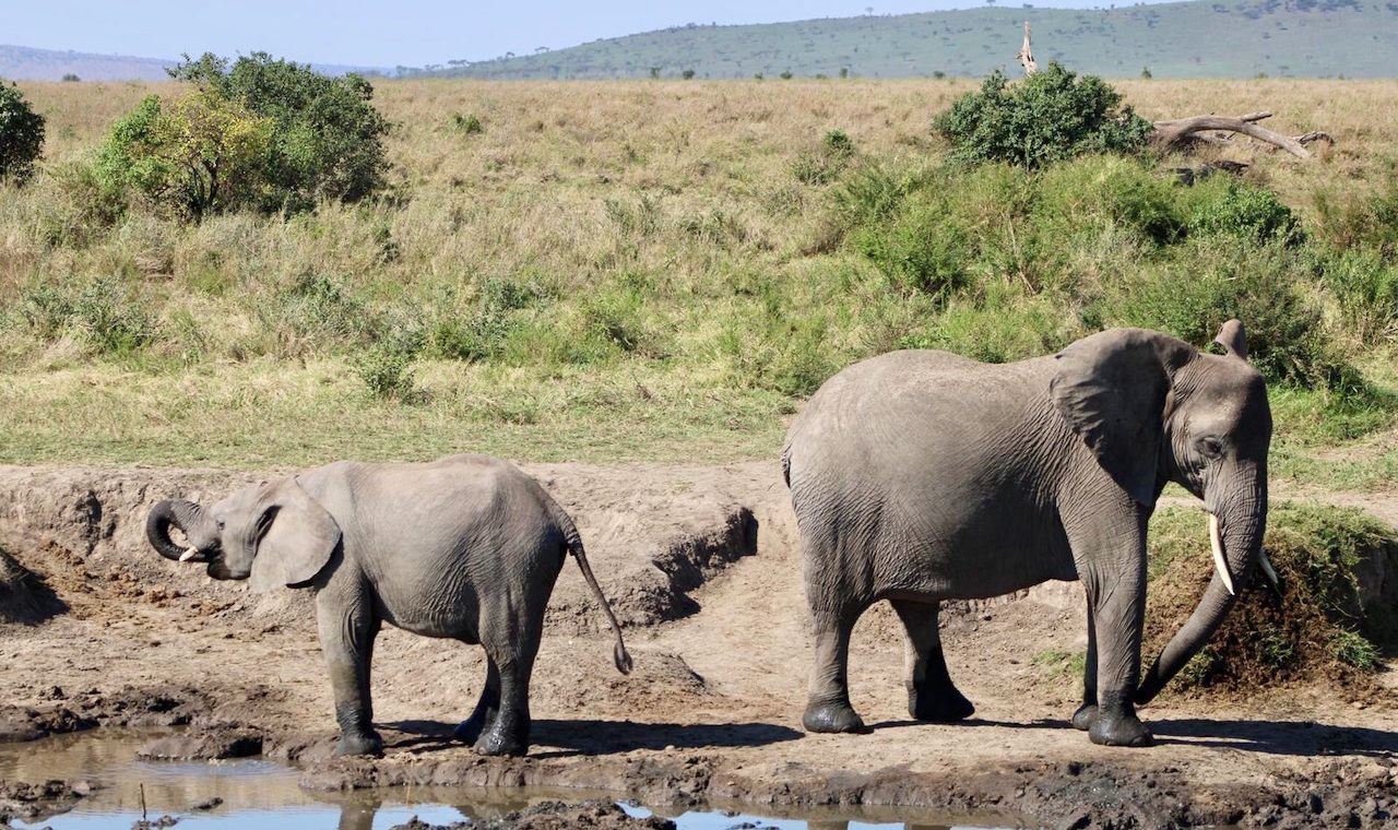 Combien coûte un safari en Tanzanie : Budget et options à considérer