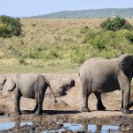 Combien coûte un safari en Tanzanie : Budget et options à considérer