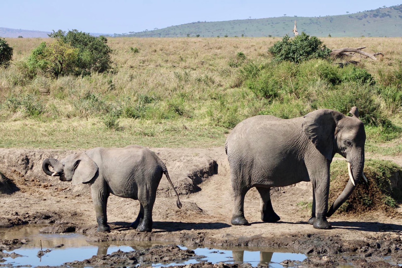 Combien coûte un safari en Tanzanie : Budget et options à considérer