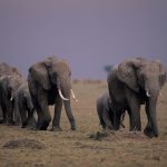 Découvrez la Splendeur de la Faune Africaine : Suivez le Guide pour un Safari Inoubliable au Kenya avec Hors Pistes