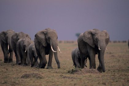 Découvrez la Splendeur de la Faune Africaine : Suivez le Guide pour un Safari Inoubliable au Kenya avec Hors Pistes