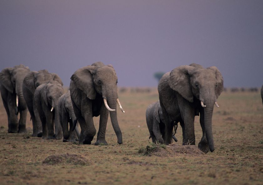 Découvrez la Splendeur de la Faune Africaine : Suivez le Guide pour un Safari Inoubliable au Kenya avec Hors Pistes
