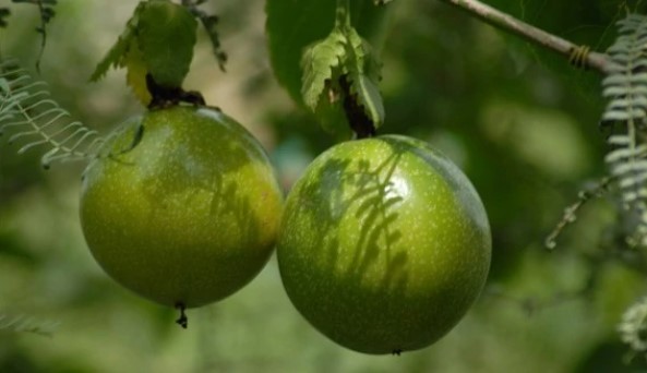 Découvrez les Bienfaits de l'Huile de Tamanu en Voyage : Un Essentiel dans Votre Valise