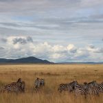 Magie kenyane : Itinéraires de rêve pour votre grande aventure africaine